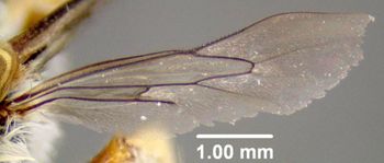 Media type: image;   Entomology 610801 Aspect: hind wing